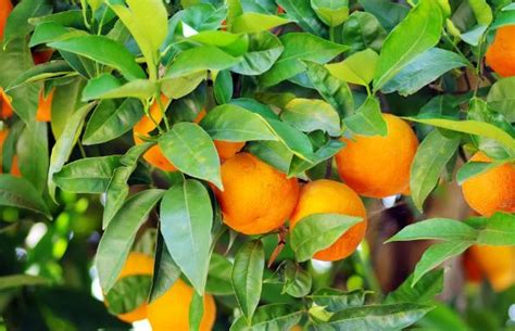 橘子長在哪裡 動物死掉怎麼處理